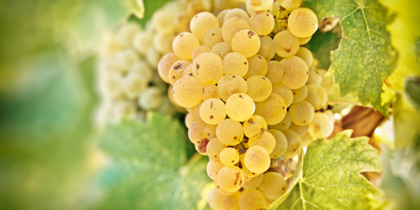 riesling