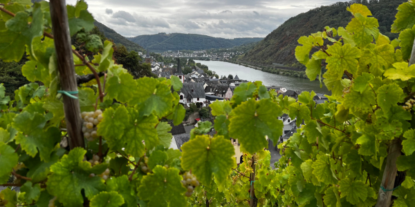 riesling