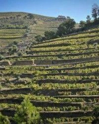 Zum Wein / Sekt: Manoella Tawny Reserva Portwein Douro NV dark